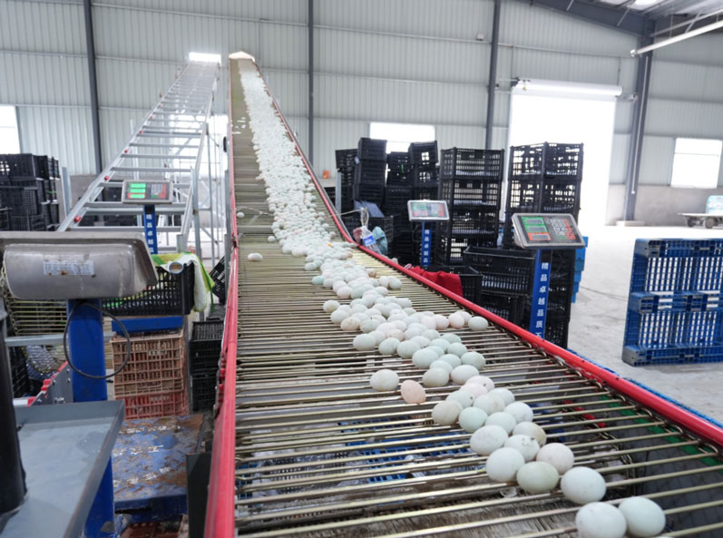 Taixing Shunhe স্তর হাঁস খাঁচা চাষ প্রকল্প