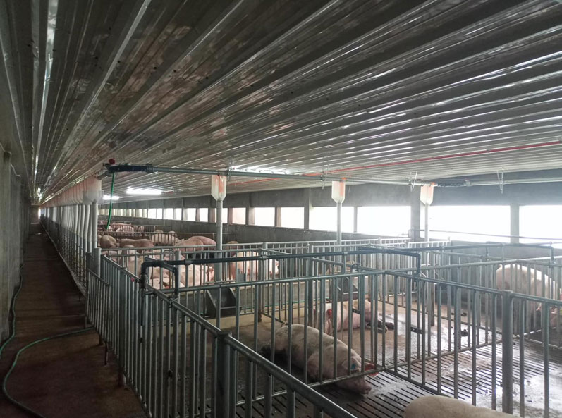 ফিলিপাইনের ৩,০০০ শূকরী খামার প্রকল্প