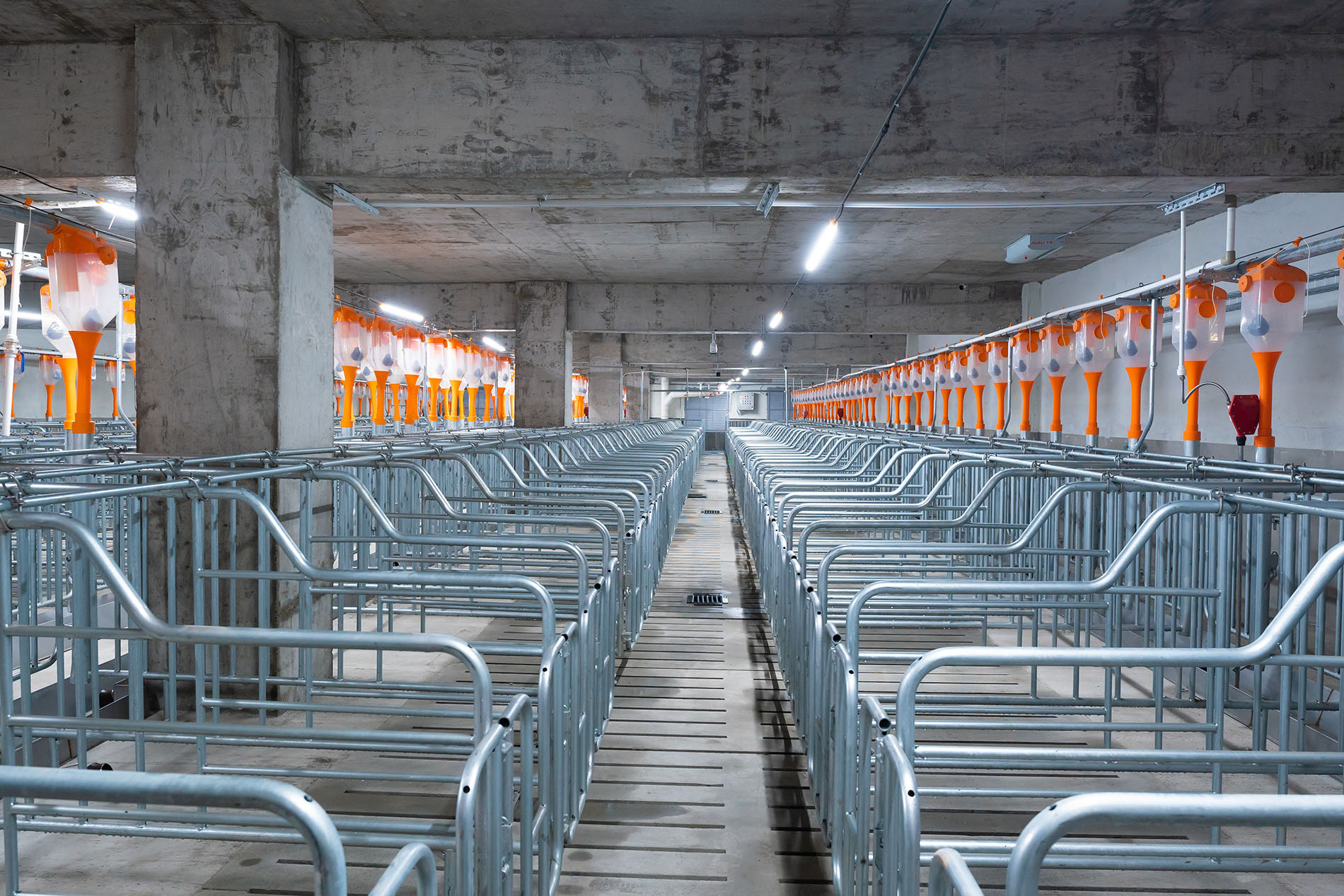 Aonong 10,000 Sows Farm EPC প্রকল্প