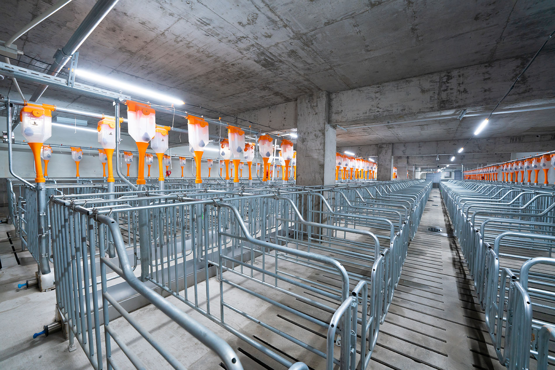 Aonong 10,000 Sows Farm EPC প্রকল্প