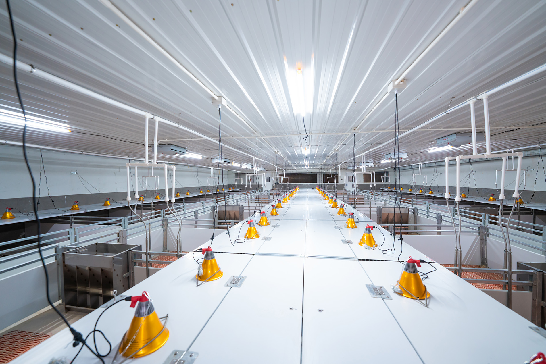 Aonong 10,000 Sows Farm EPC প্রকল্প