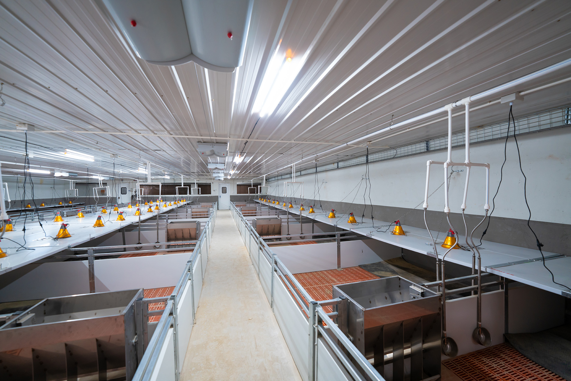 Aonong 10,000 Sows Farm EPC প্রকল্প